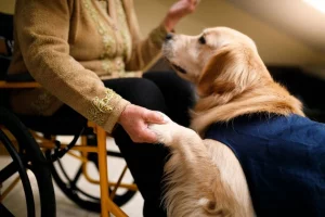 Pet Transition Support Services